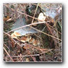 [Click to enlarge image]